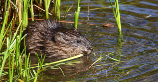 Rat musqué, animal nuisible et invasif